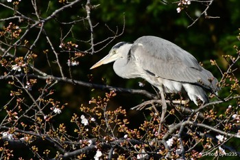 Grey Heron 厚木市の水辺 Sat, 3/21/2020