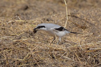 Chinese Grey Shrike Minuma Rice Field Sun, 3/22/2020