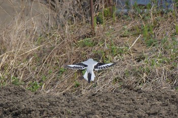 Chinese Grey Shrike Minuma Rice Field Sun, 3/22/2020