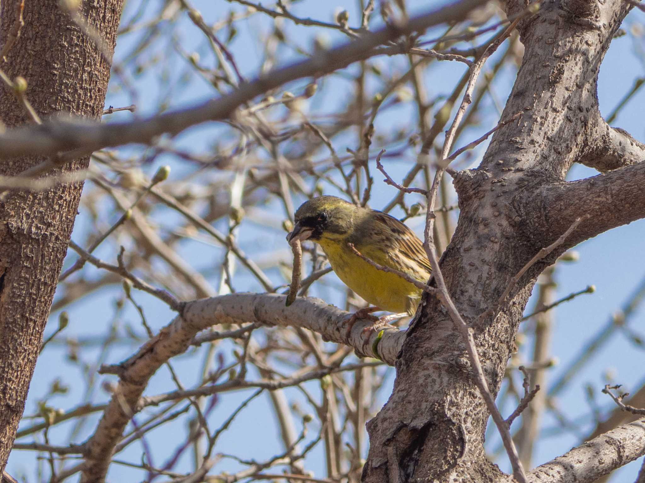 Masked Bunting