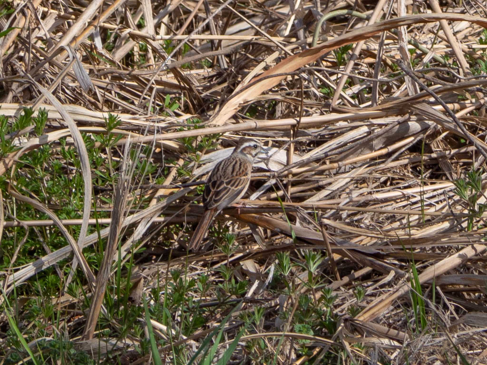 Common Reed Bunting