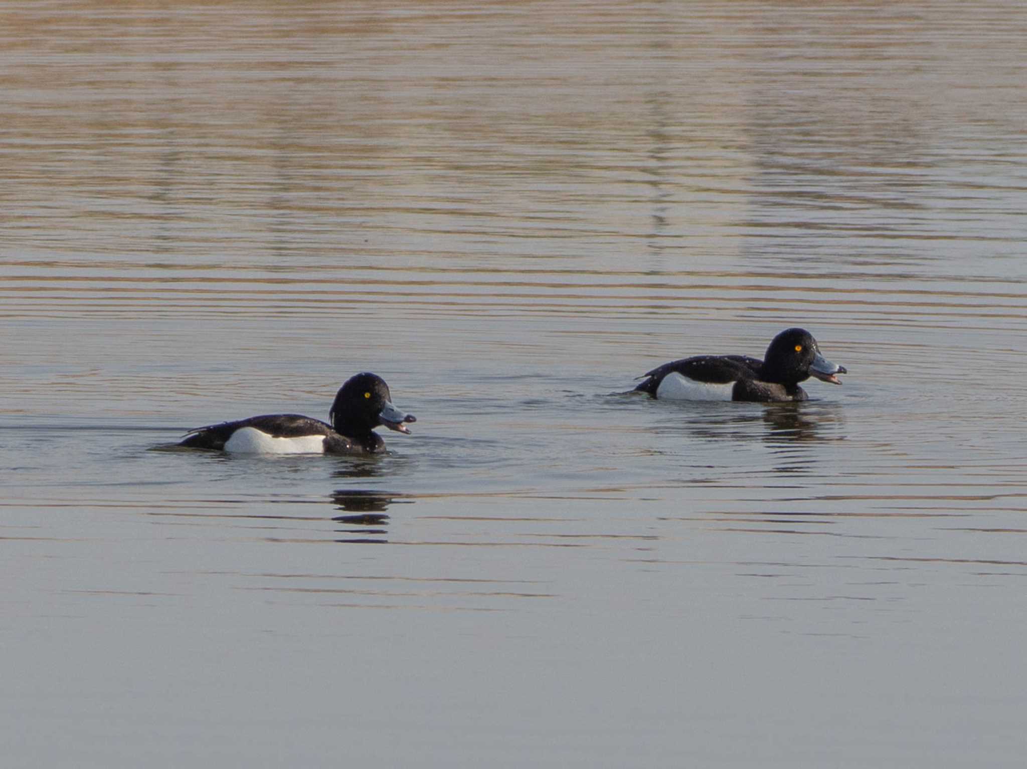 Photo of Tufted Duck at 芝川第一調節池(芝川貯水池) by Tosh@Bird