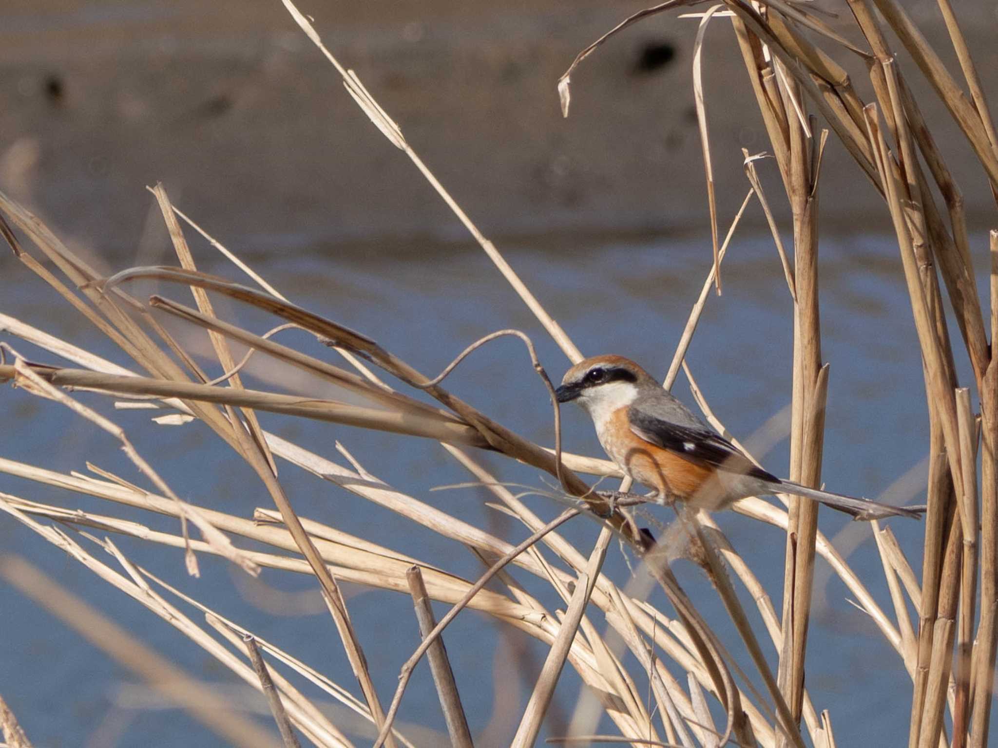 Bull-headed Shrike