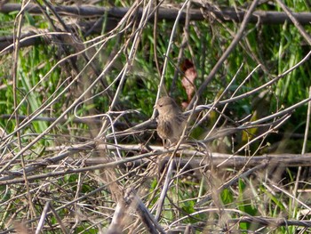 Siberian Long-tailed Rosefinch 芝川第一調節池(芝川貯水池) Sun, 3/22/2020