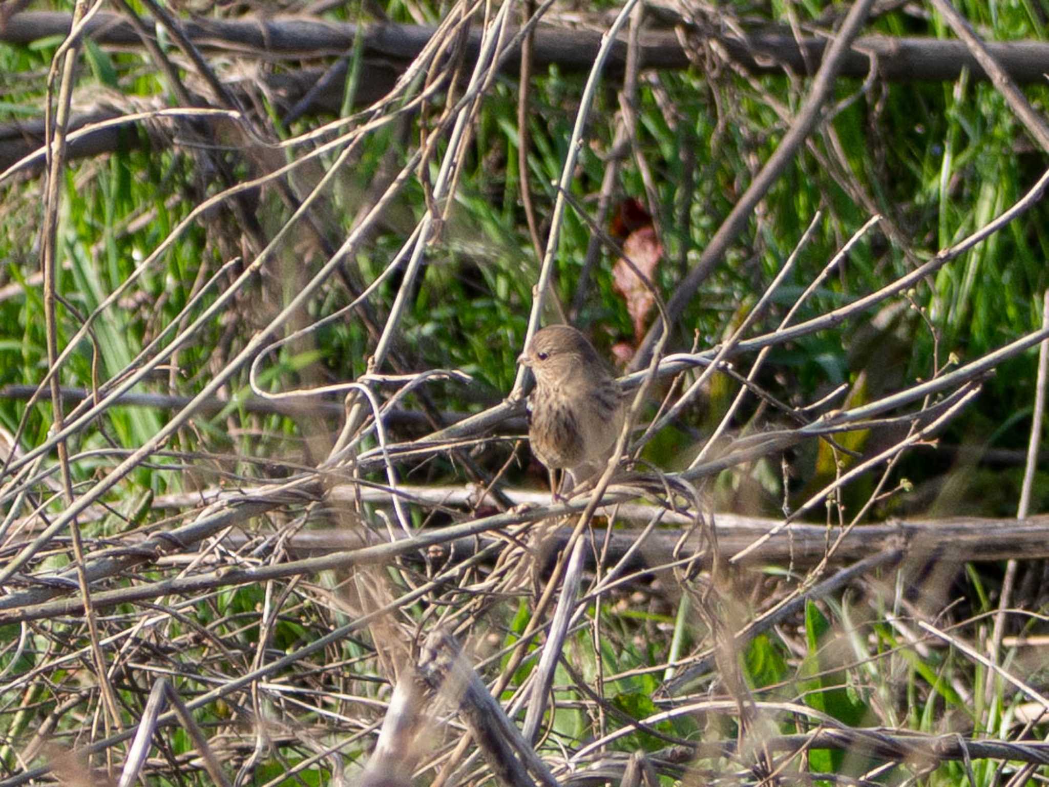 Siberian Long-tailed Rosefinch