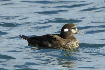 Harlequin Duck Yumigahama park Sat, 1/11/2020