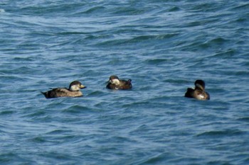 Black Scoter Yumigahama park Sat, 1/11/2020