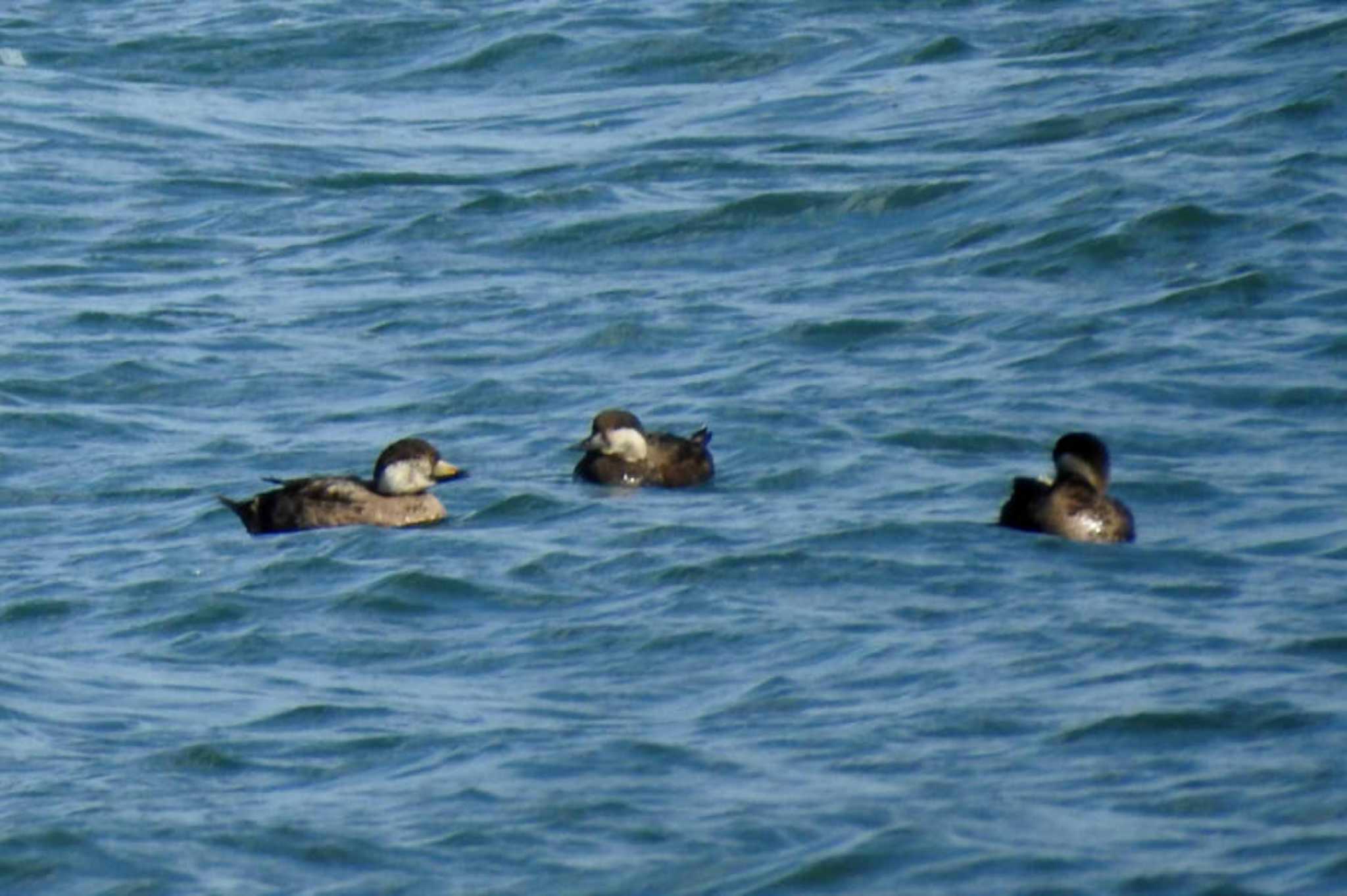 弓ヶ浜公園 クロガモの写真 by 日本橋