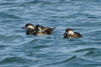 Black Scoter Yumigahama park Sat, 1/11/2020