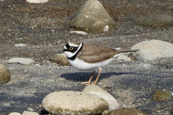 Little Ringed Plover 日野川 Sat, 3/21/2020