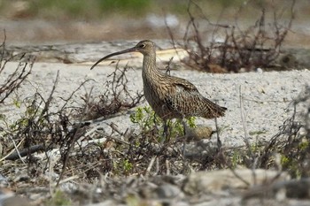 ホウロクシギ 日野川 2020年3月21日(土)