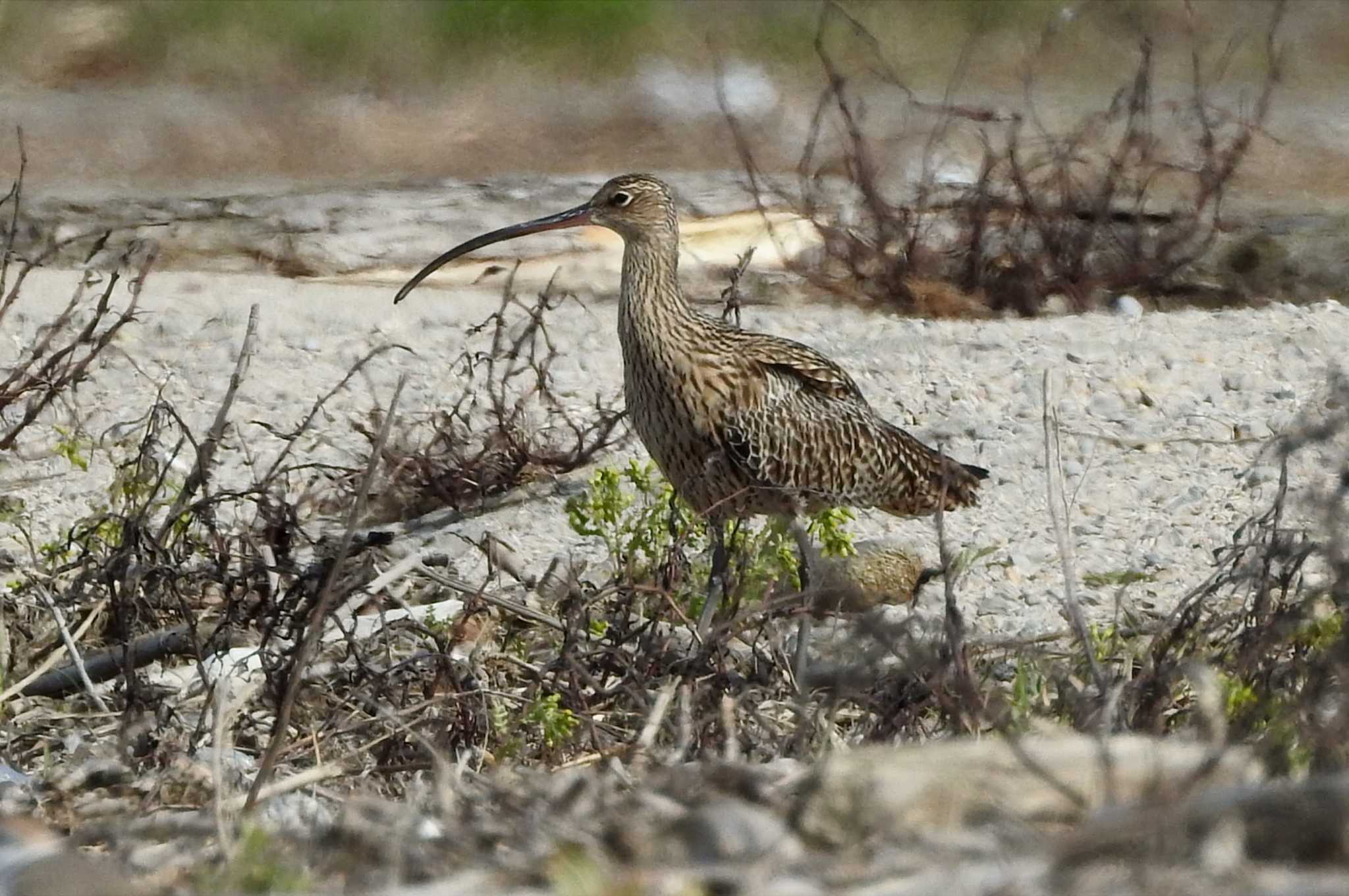 日野川 ホウロクシギの写真 by 日本橋