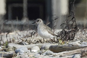 Grey Plover 日野川 Sat, 3/21/2020