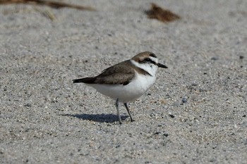 Kentish Plover 日野川 Sat, 3/21/2020