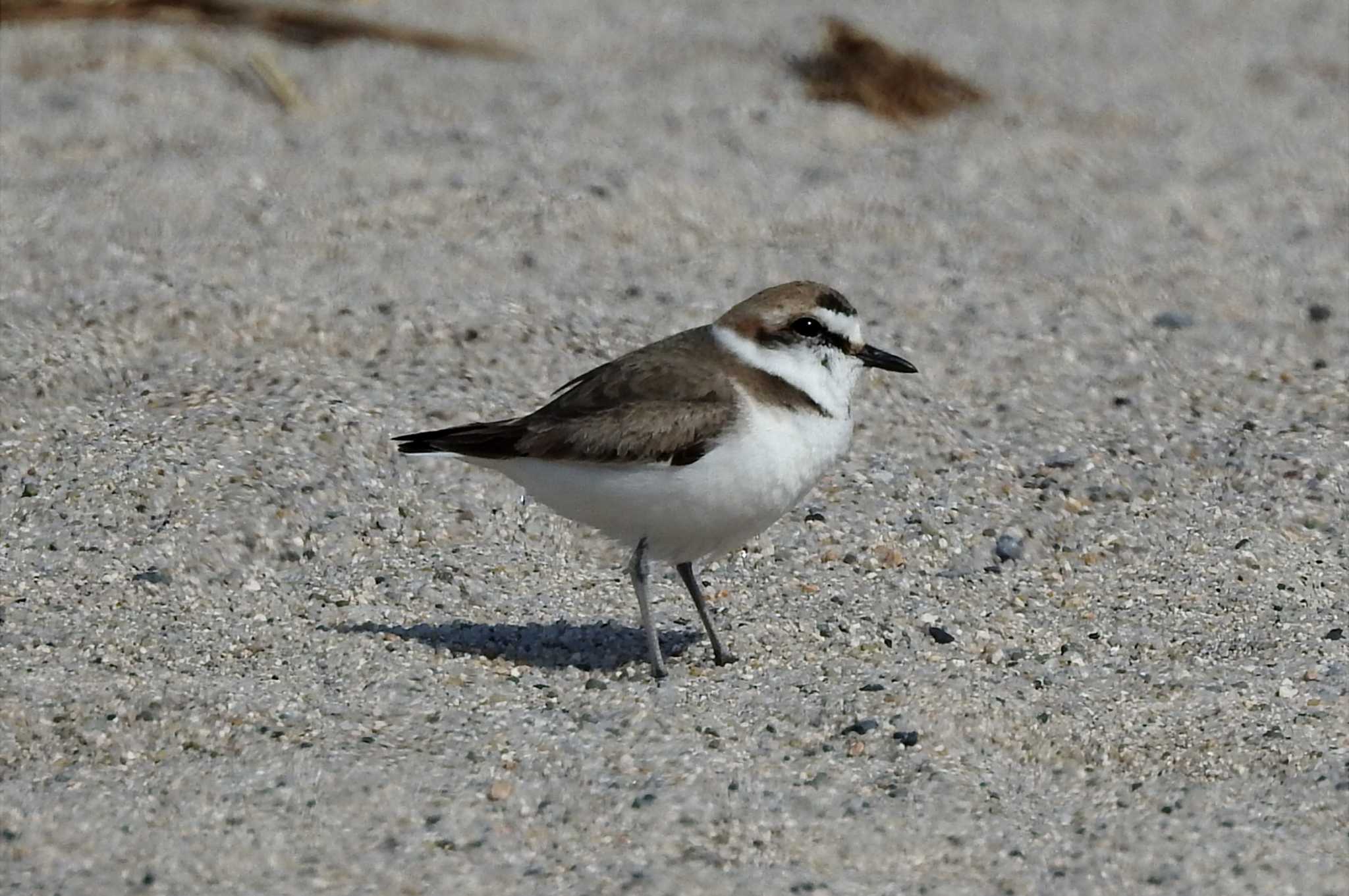 Photo of Kentish Plover at 日野川 by 日本橋