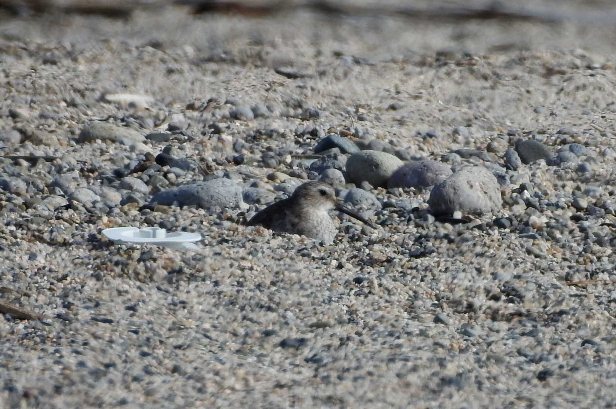 Photo of Dunlin at 日野川 by 日本橋