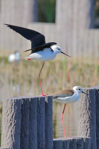 Black-winged Stilt Yatsu-higata Fri, 3/20/2020