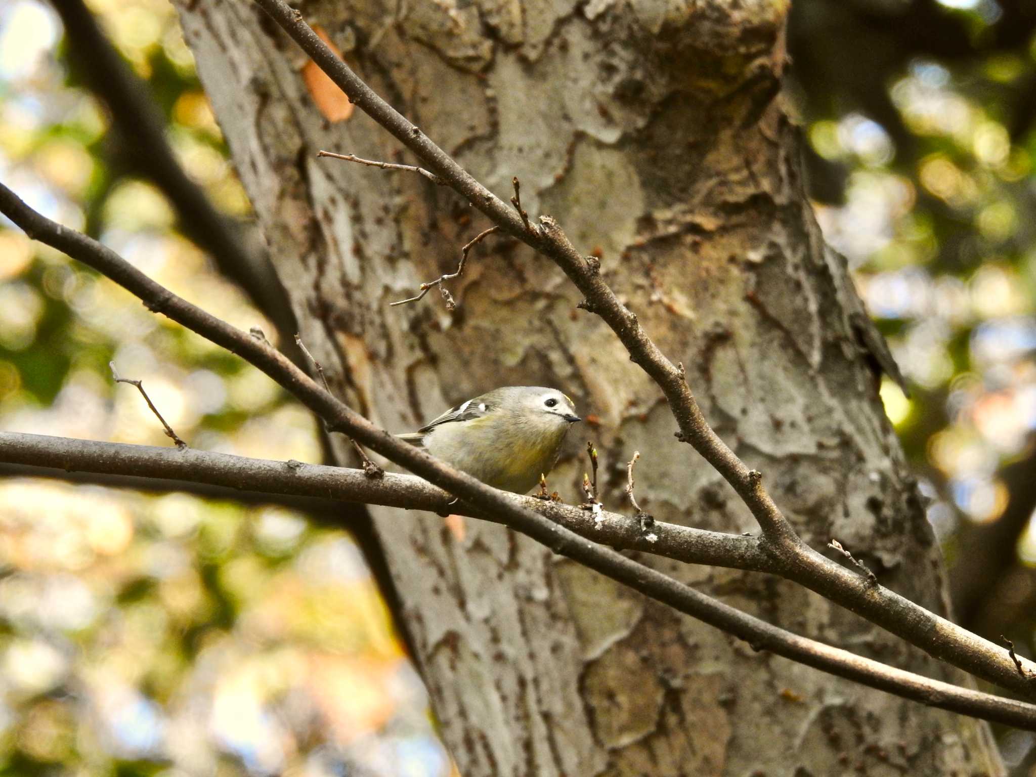 水元公園 キクイタダキの写真 by TK2