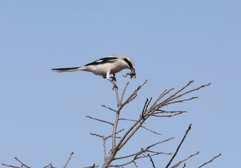 Chinese Grey Shrike Unknown Spots Sun, 3/22/2020