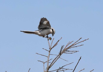 Chinese Grey Shrike Unknown Spots Sun, 3/22/2020