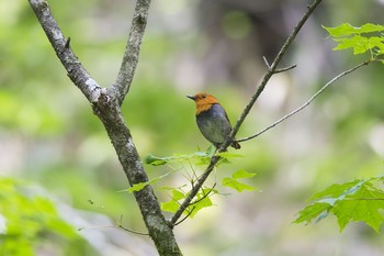 コマドリ 長野県 2015年6月8日(月)