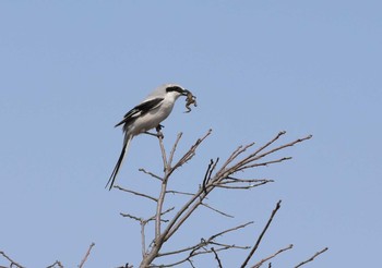 Chinese Grey Shrike Unknown Spots Sun, 3/22/2020