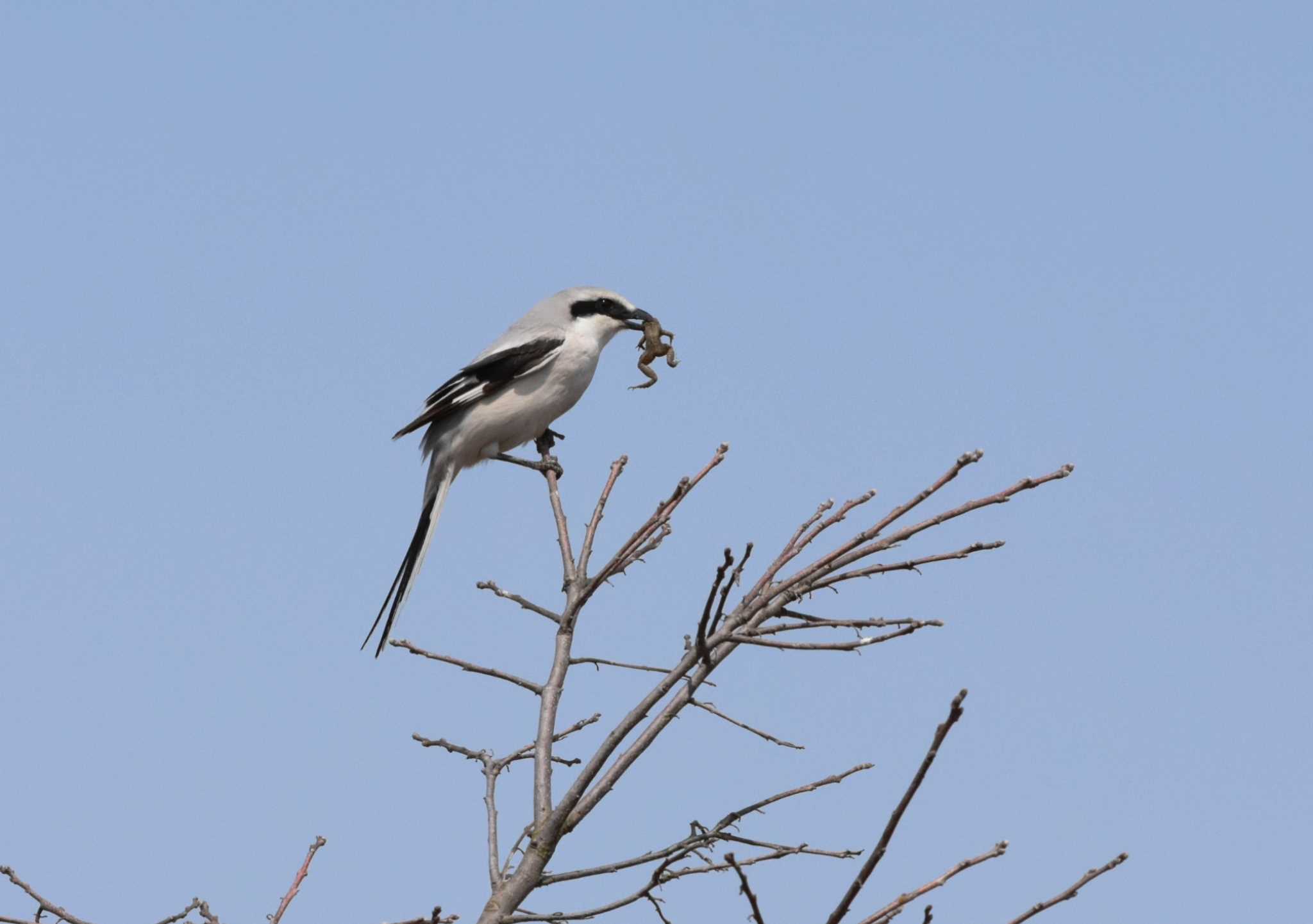 Photo of Chinese Grey Shrike at  by お気楽探鳥家