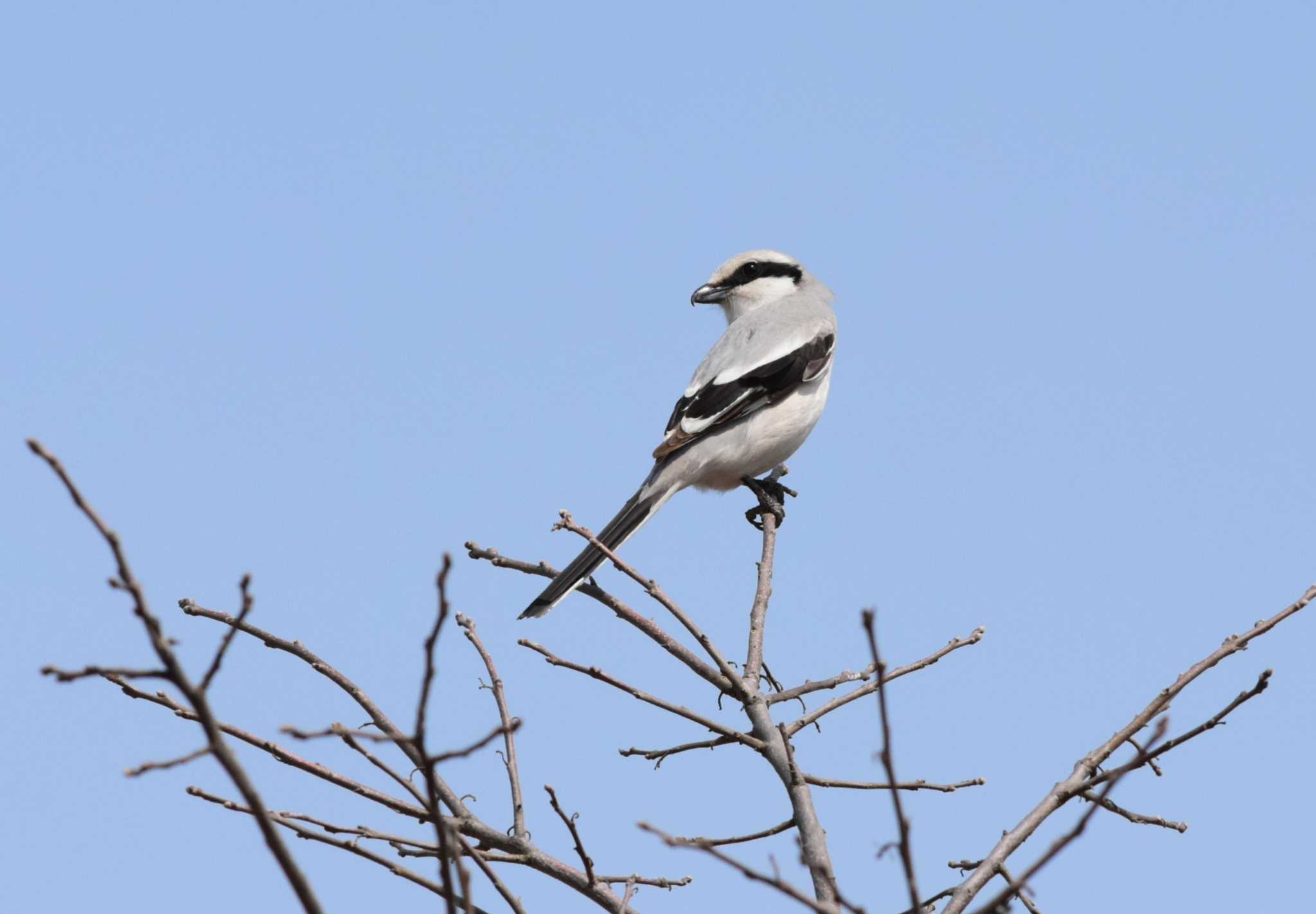 Photo of Chinese Grey Shrike at  by お気楽探鳥家