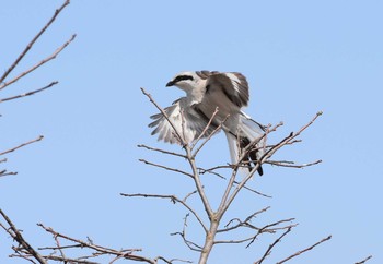 Chinese Grey Shrike Unknown Spots Sun, 3/22/2020