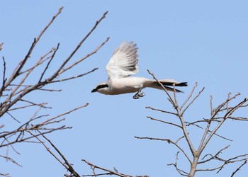 Chinese Grey Shrike Unknown Spots Sun, 3/22/2020