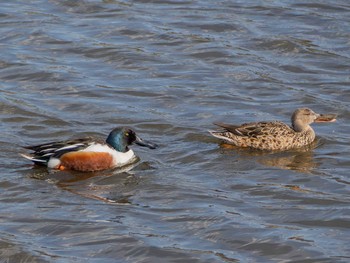 Northern Shoveler 境川遊水地公園 Tue, 3/17/2020