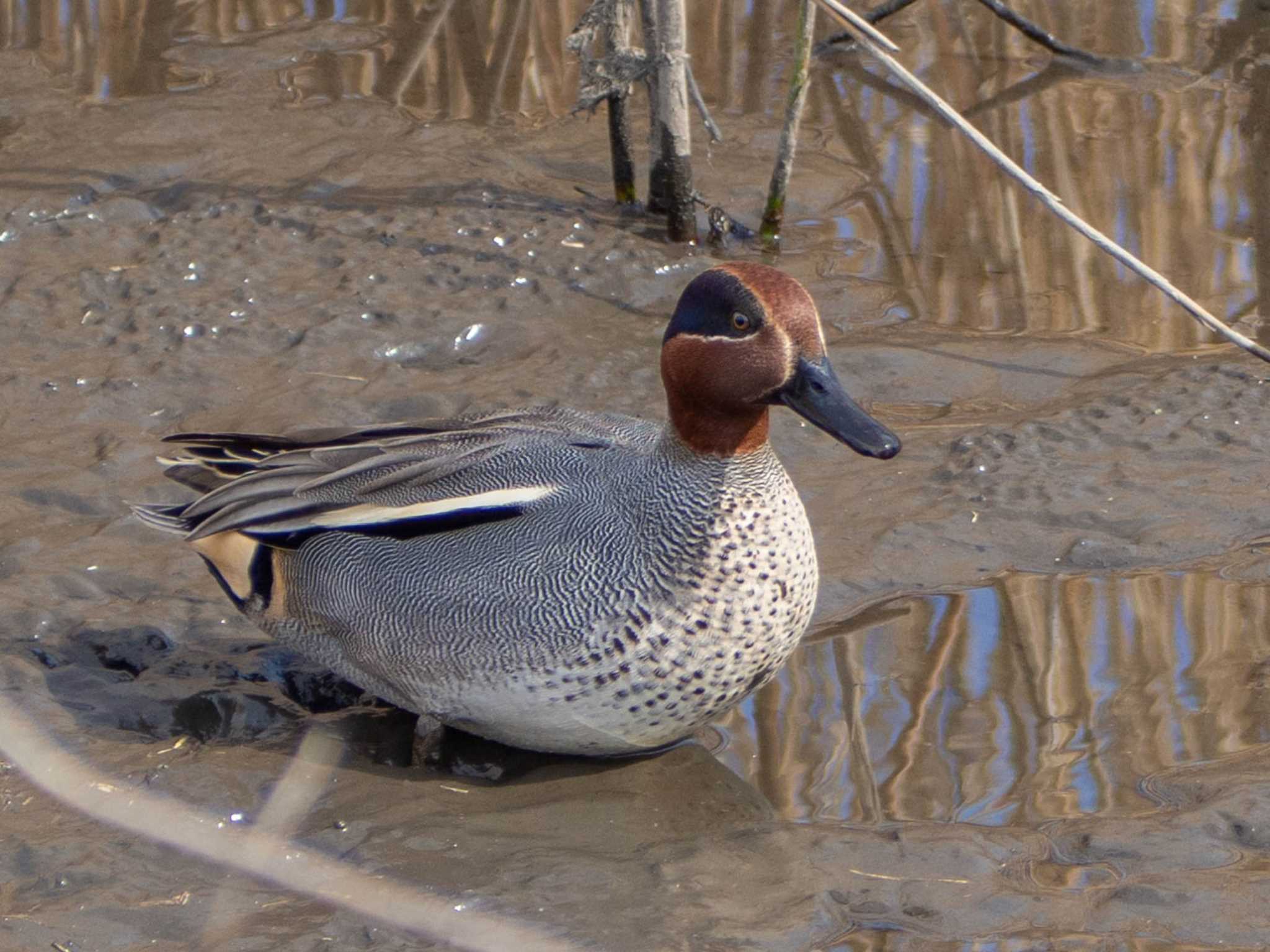 Photo of Eurasian Teal at 境川遊水地公園 by Tosh@Bird