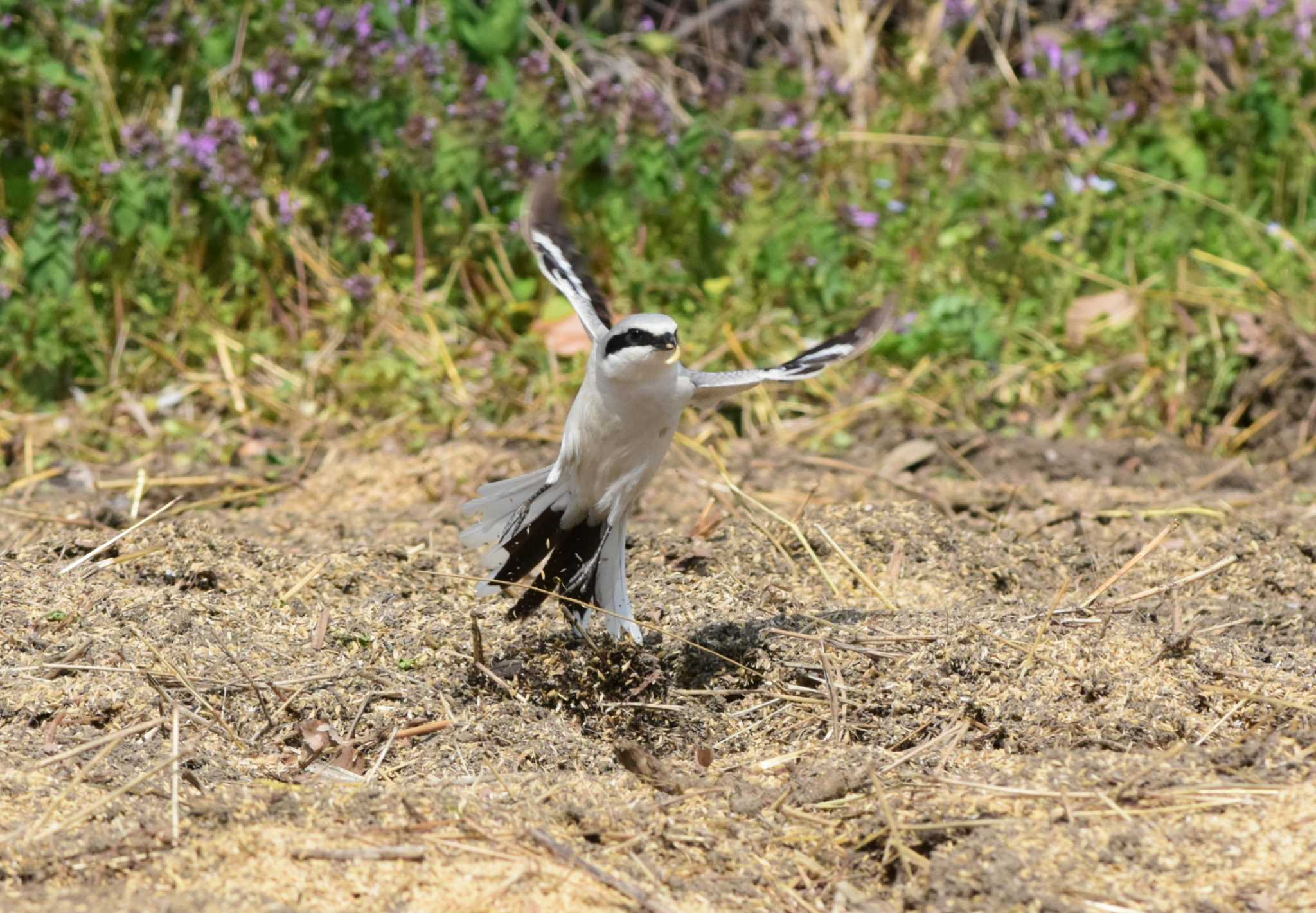 Photo of Chinese Grey Shrike at  by お気楽探鳥家