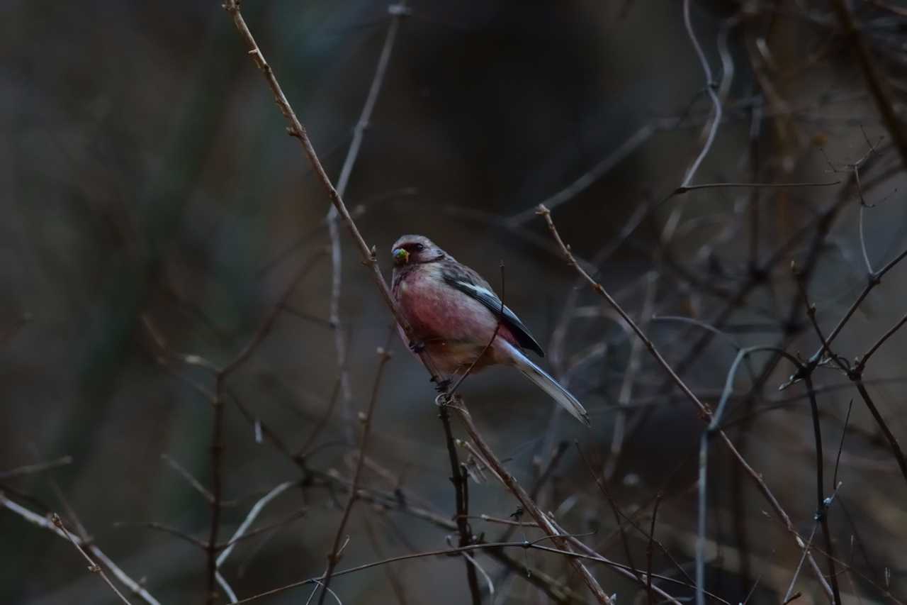 Photo of Siberian Long-tailed Rosefinch at Hayatogawa Forest Road by Kazuyuki Watanabe