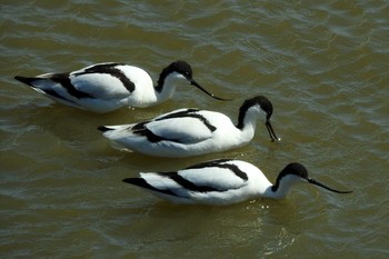 米子水鳥公園 ソリハシセイタカシギの画像