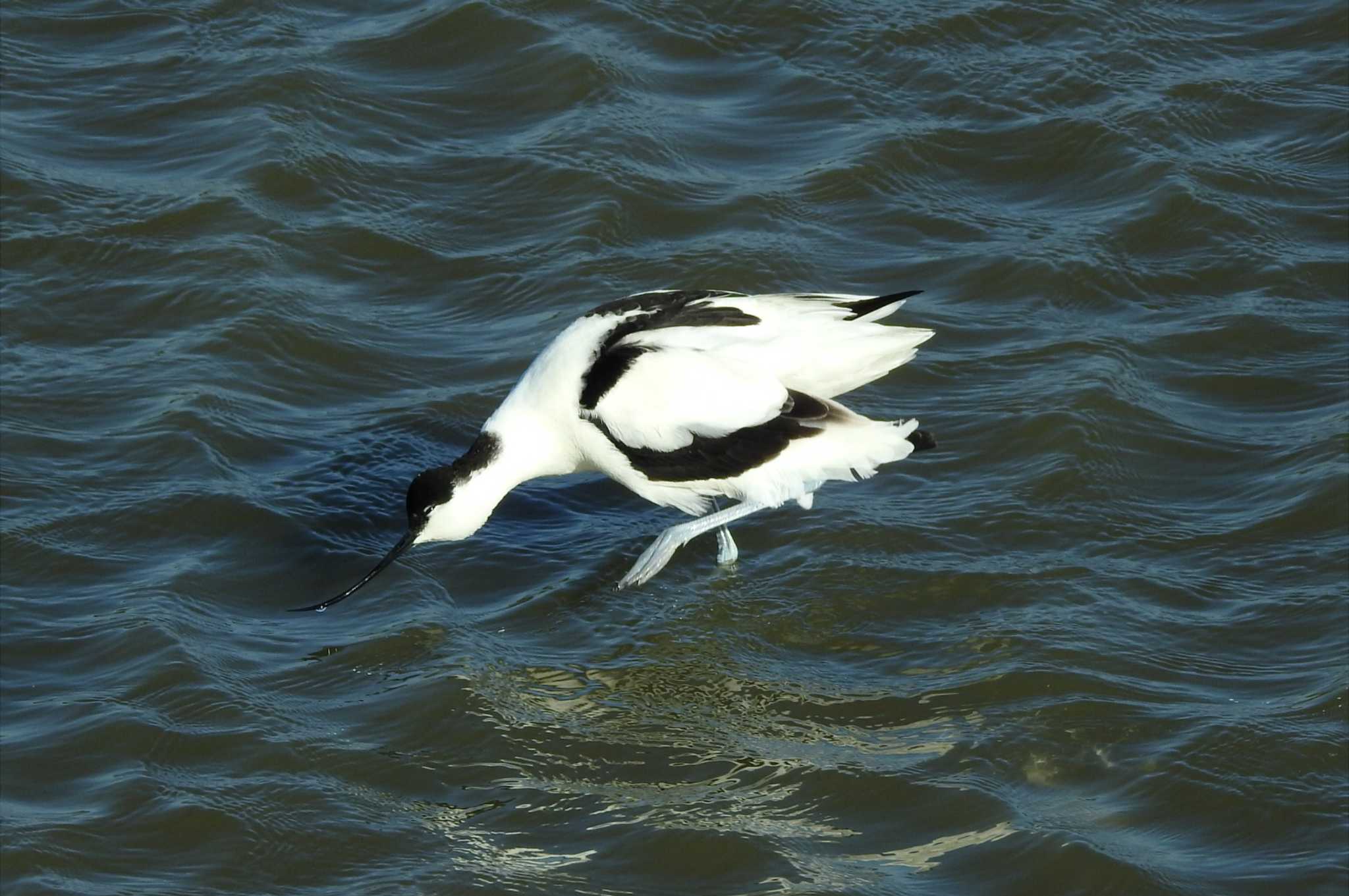 米子水鳥公園 ソリハシセイタカシギの写真 by 日本橋