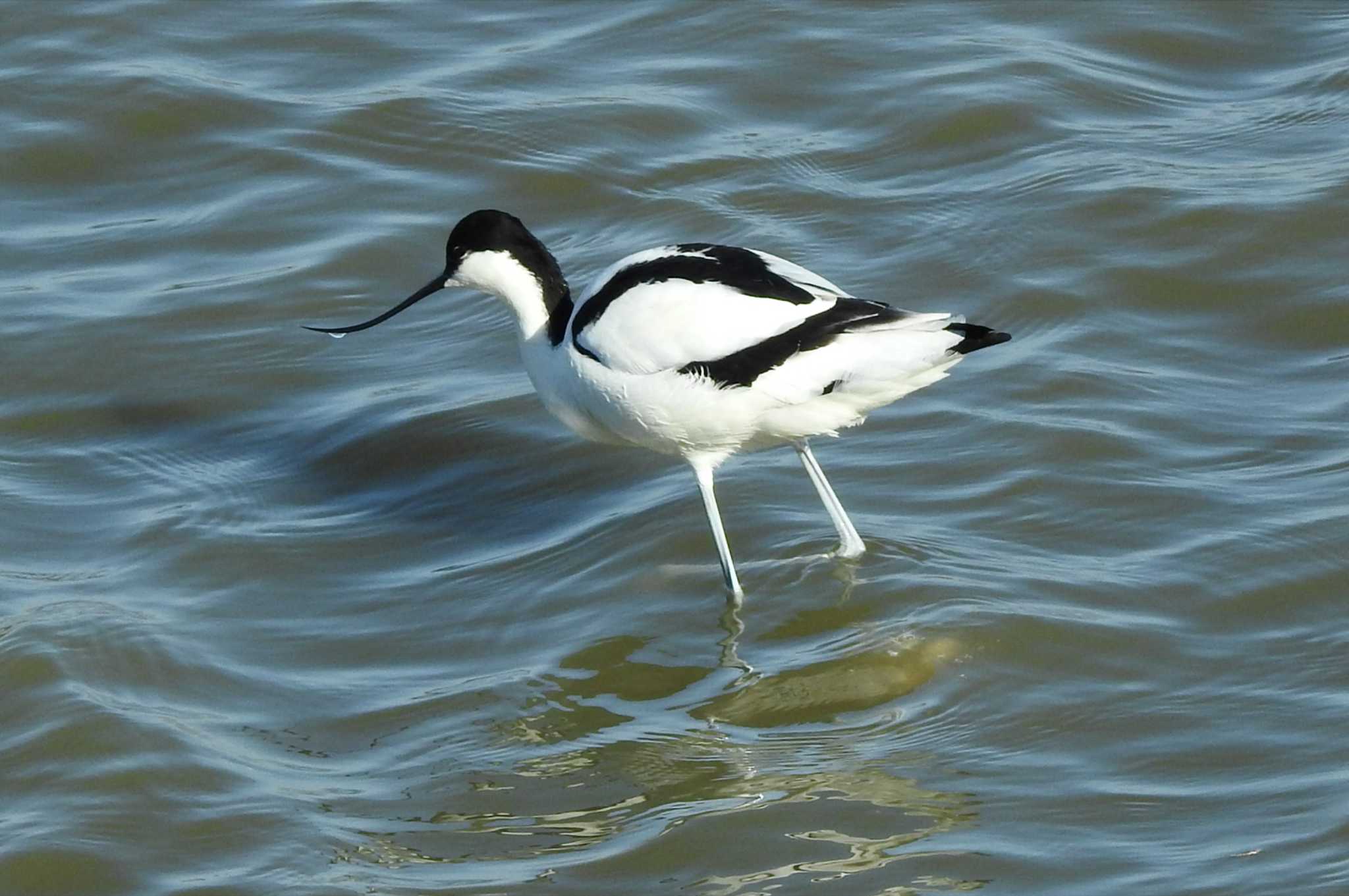 Photo of Pied Avocet at 米子水鳥公園 by 日本橋