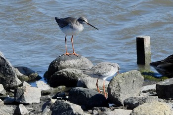 ツルシギ 米子水鳥公園 2020年3月20日(金)