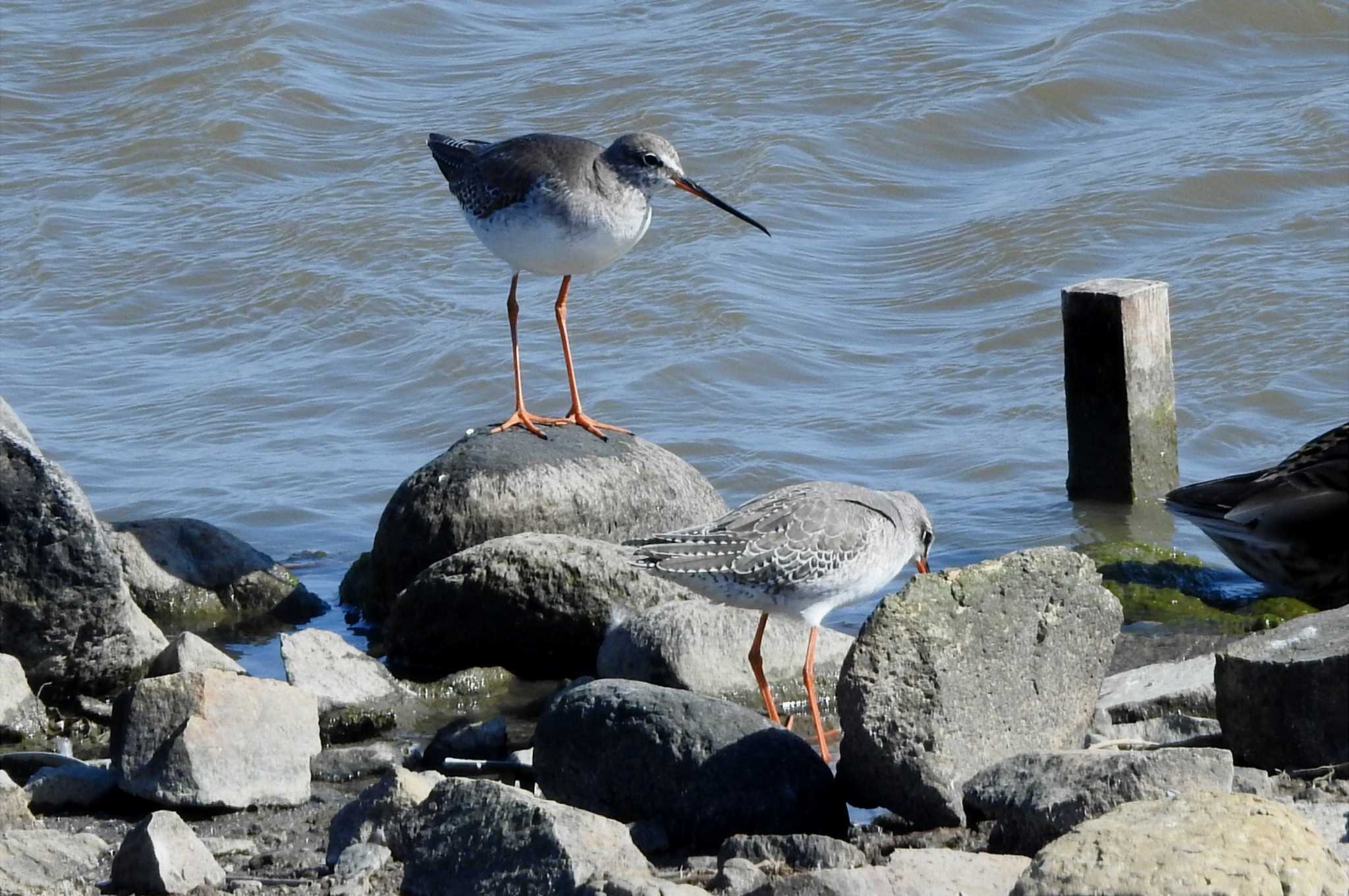 Photo of Spotted Redshank at 米子水鳥公園 by 日本橋