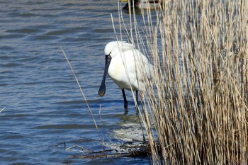 ヘラサギ 米子水鳥公園 2020年3月20日(金)