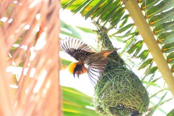 Baya Weaver Langkawi Island(General Area) Fri, 3/6/2020