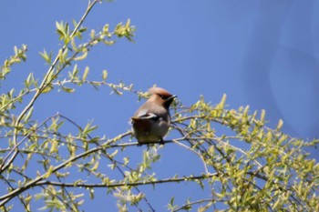 Bohemian Waxwing 秋ヶ瀬公園(ピクニックの森) Tue, 3/17/2020