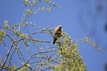 Bohemian Waxwing 秋ヶ瀬公園(ピクニックの森) Tue, 3/17/2020