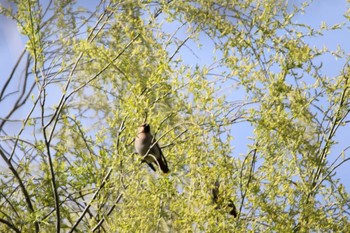 Bohemian Waxwing 秋ヶ瀬公園(ピクニックの森) Tue, 3/17/2020