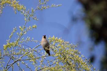 Bohemian Waxwing 秋ヶ瀬公園(ピクニックの森) Tue, 3/17/2020