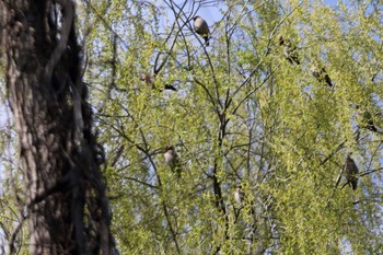 Bohemian Waxwing 秋ヶ瀬公園(ピクニックの森) Tue, 3/17/2020