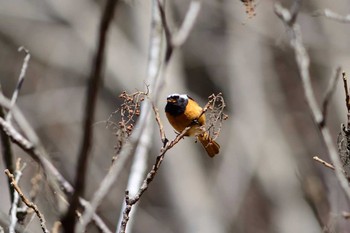 ジョウビタキ 早戸川林道 2016年3月3日(木)