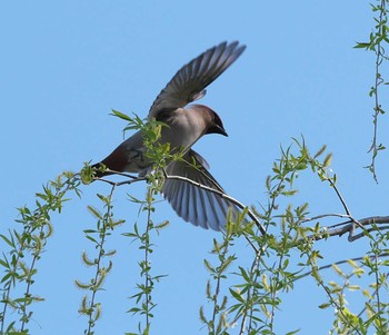 Bohemian Waxwing Akigase Park Sat, 3/21/2020