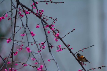 Brambling 東京都大田区 Sat, 2/21/2015