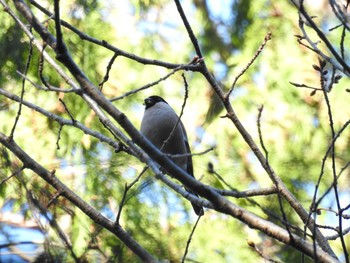 2020年3月20日(金) 太平山神社（栃木県）の野鳥観察記録